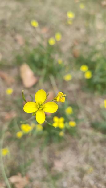 istock Flowers in the park with a blurred background in the background 1177669736