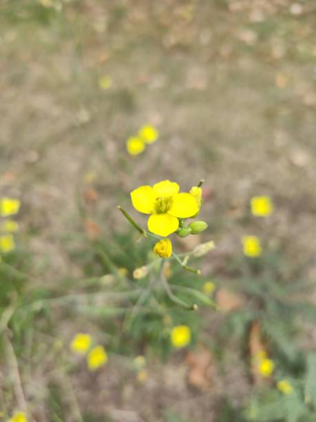 istock Flowers in the park with a blurred background in the background 1177669770
