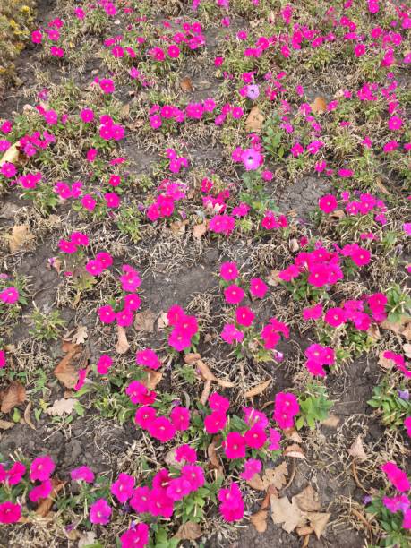 istock Flowers in the park with a blurred background in the background 1177669921