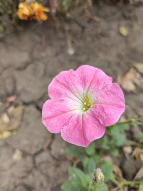 istock Flowers in the park with a blurred background in the background 1177670004