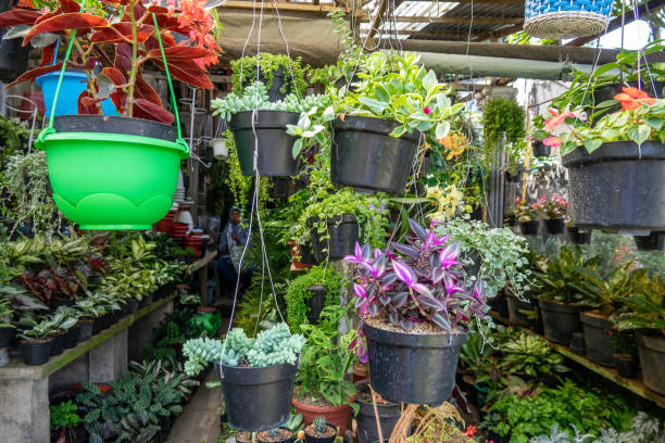 istock Flowers in hanging pots 1177670419