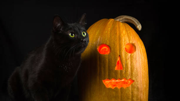 istock Black cat with yellow eyes sits next to Jack-o'-lantern on a black background 1177670480