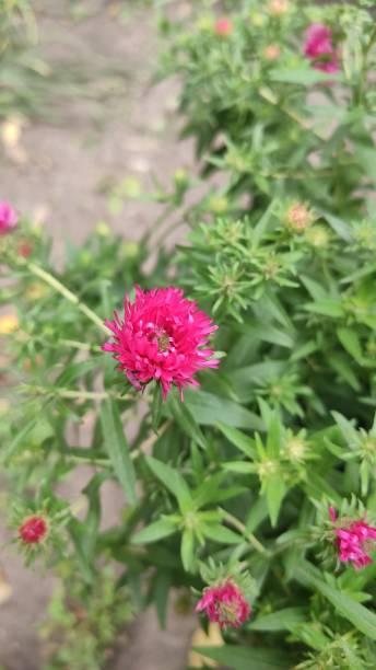 istock Flowers in the park with a blurred background in the background 1177670633