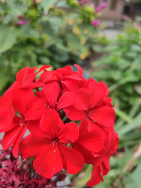 istock Flowers in the park with a blurred background in the background 1177672209