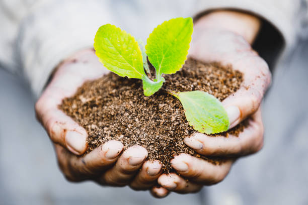 istock Hands holding green plant 1177672722