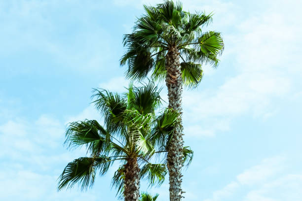 istock Palm trees in California 1177673281