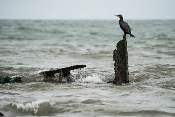 cormorant resting on wooden stakes cormorant on the coast in the north of France charadriiformes stock pictures, royalty-free photos & images
