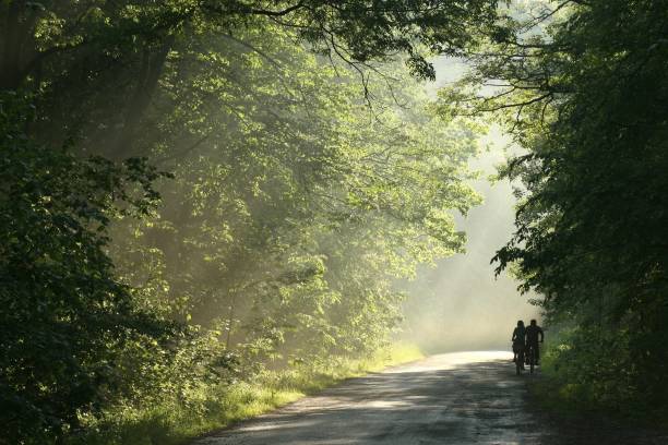 istock Country road through the spring forest 1177675989