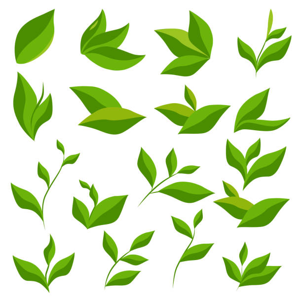 sammlung von grünen teeblättern isoliert auf einem weißen - green tea illustrations stock-grafiken, -clipart, -cartoons und -symbole