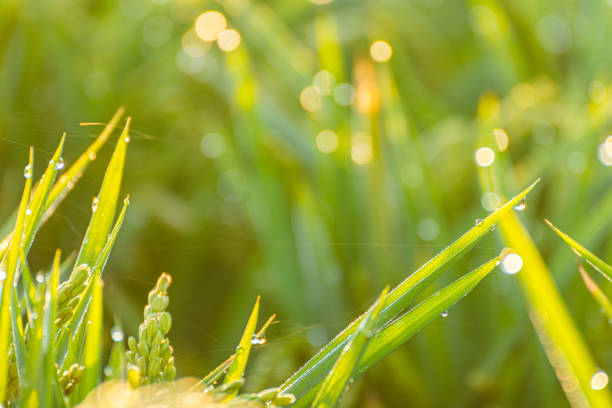 close up of a paddy rice with sunlight and a blurry background