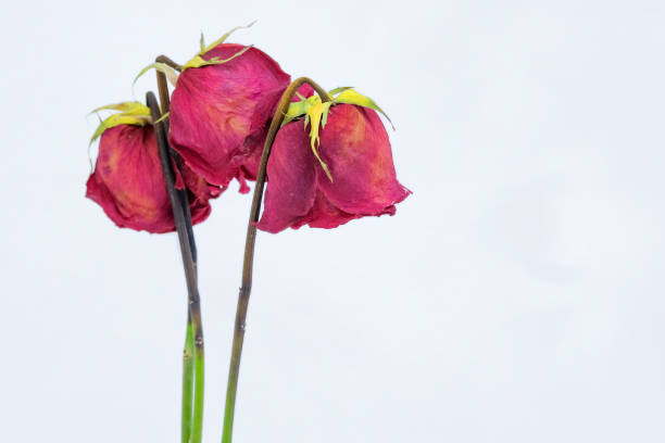 istock close-up of three roses in winter 1177679447