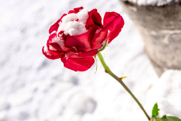 Full view of rose arrangement with frosty pine needles; copy space 