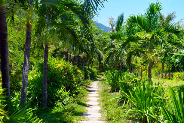 Beautiful decorative path in the summer Park between palm trees. Exotic vegetation. Diverse nature of Asia.