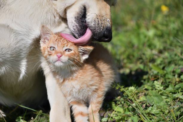 Dog cleans the hair of a small cat like a mother stock photo