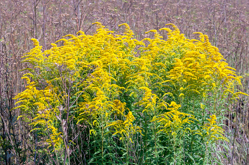 Yellow thickets of Solidago nemoralis on a summer day amid dry vegetation. Medicinal plants.