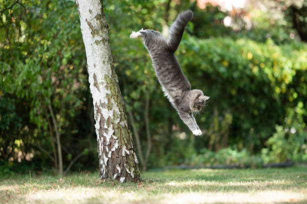 jumping cat side view of a blue tabby white maine coon cat jumping down from birch tree in the back yard cat jumping stock pictures, royalty-free photos & images
