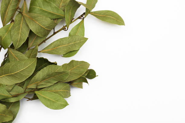 a branch of laurel isolated on white background. branch of green laurel leaves. leaves of laurus nobilis, used in cooking as a spice. - bay wreath imagens e fotografias de stock