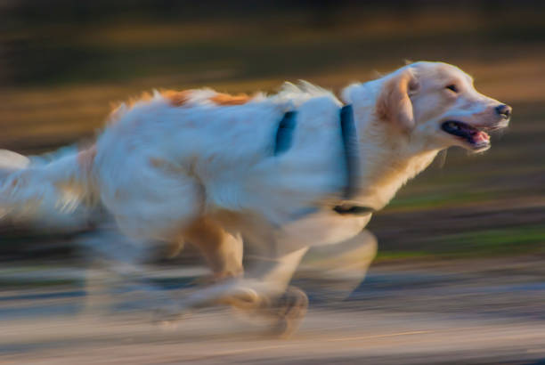 Adorable running dog in sun linghts, motion blur