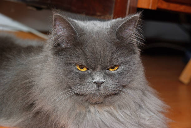 Close image of persan cat with yellow eyes.