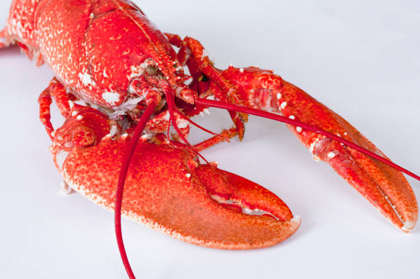 istock Freshly boiled red lobster isolated on white background. Close up Image on white background. 1177688717