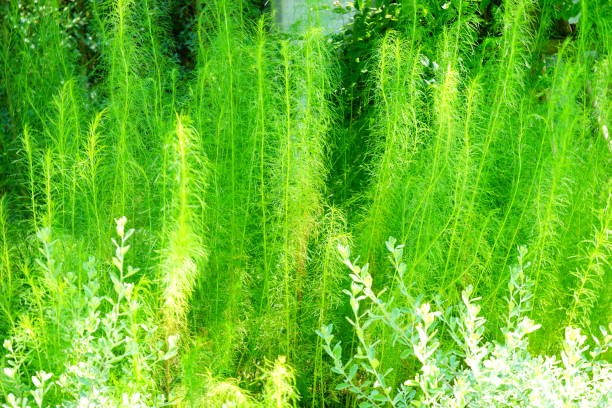 istock Dogfennel is a noxious invasive weed 1177688806