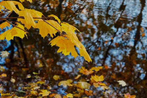 istock autumn landscape with maple branch and yellow leaves 1177688871
