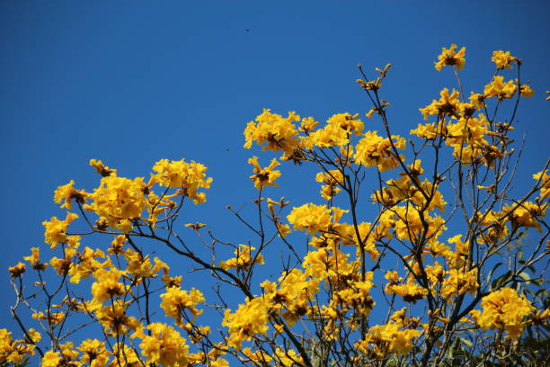istock Sky blue and yellow flowers spring 1177689396