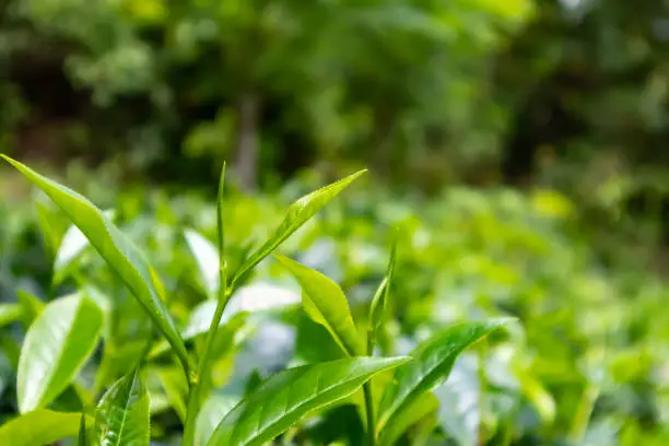 Close-up images of green tea leaves in the organic tea estate
