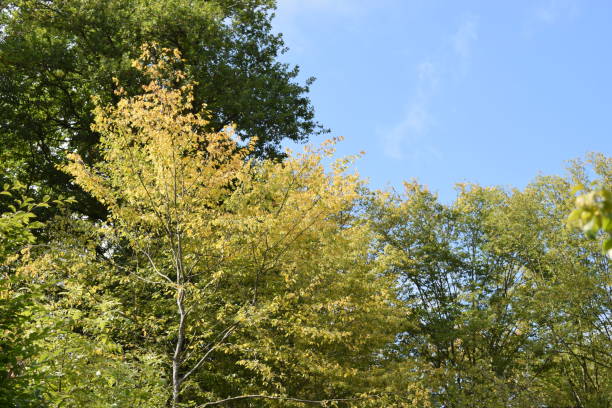istock green and yellow apple trees in autumn 1177693008