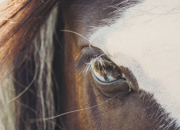 istock Eye of a horse 1177695208