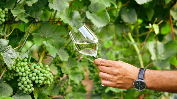 istock Hand holds wine glass next to grapes and vines 1177696121