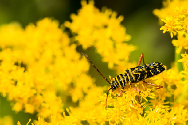 escarabajo de la langosta - megacyllene robiniae fotografías e imágenes de stock