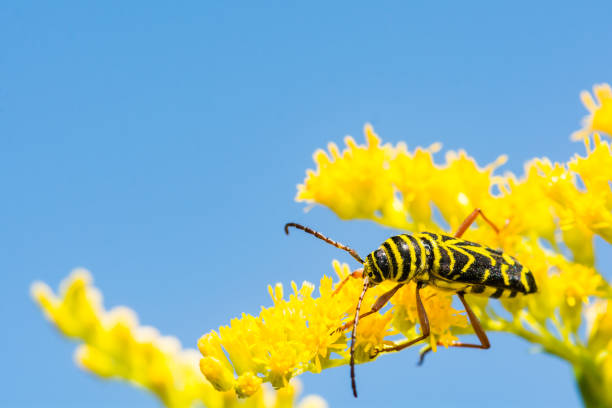 escarabajo de la langosta - megacyllene robiniae fotografías e imágenes de stock