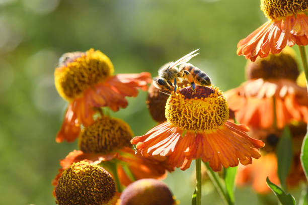 istock Bee collecting nectar from orange flower. 1177696606