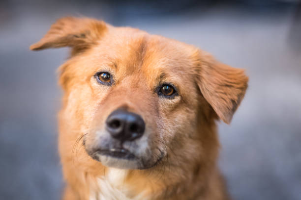 istock Friendly red dog looking at us 1177697118