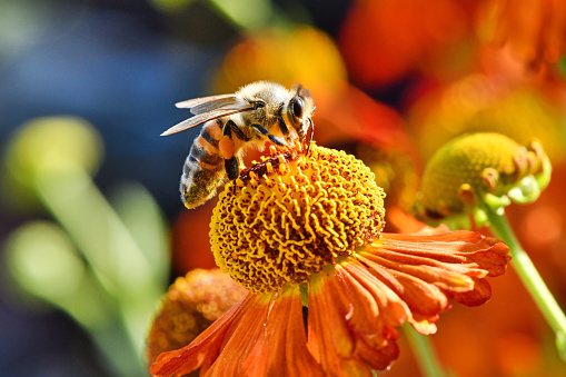 Bee collecting nectar from orange flower. High resolution photo