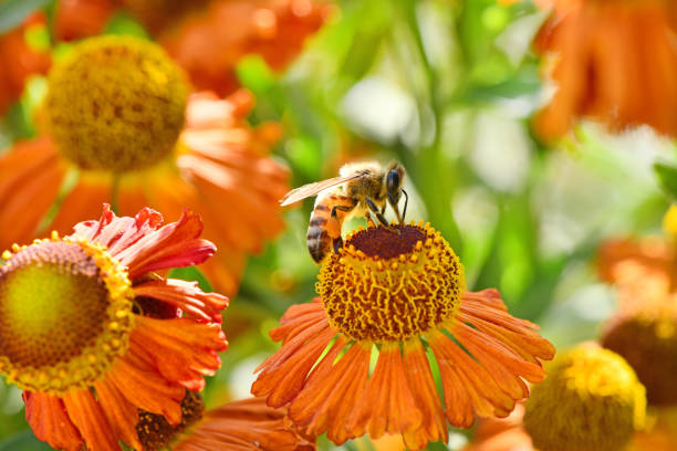 istock Bee collecting nectar from orange flower. 1177697373