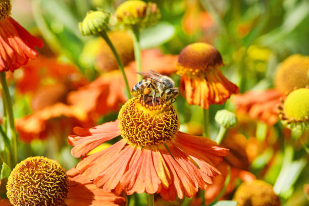 istock Bee collecting nectar from orange flower. 1177697578
