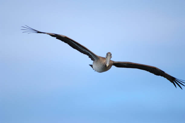 istock Pelican flying looking at camera in San Cristobal Galapagos Islands Ecuador 1177697647