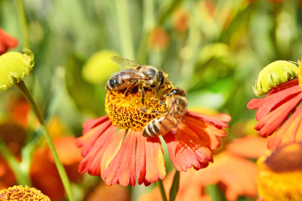 istock Two  Bee collecting nectar from orange flower. 1177698618