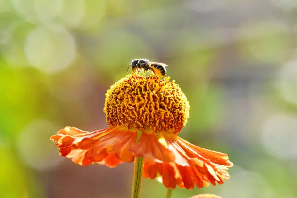 Wild bee collecting nectar from orange flower. High resolution photo