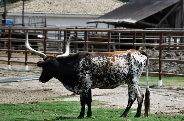 Photo of A longhorn bull in a pasture, grazing, standing