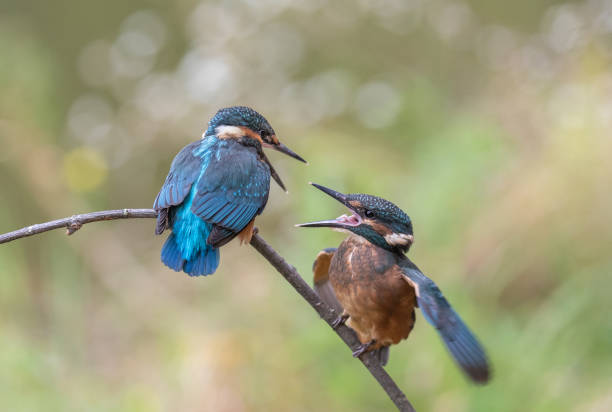 Two european kingfisher chicks