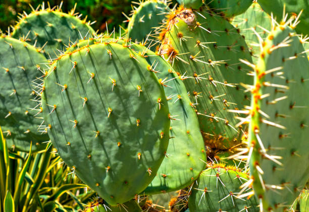 istock Beautiful floral background with cactus plants 1177709122