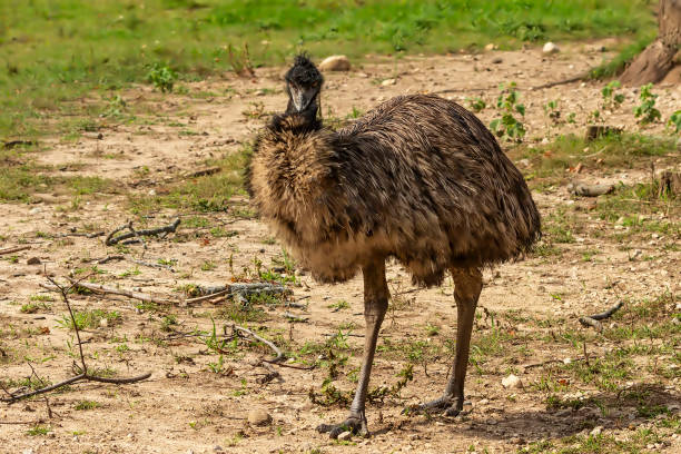 istock The Emu (Dromaius novaehollandiae),  Australian  largest native bird,relative of ostrich. 1177710458