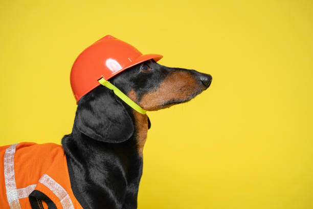 Dachshund dog, black and tan,  in an orange construction vest and helmet on the isolated yellow background.  Space for writing text (letters). Dachshund dog, black and tan,  in an orange construction vest and helmet on the isolated yellow background.  Space for writing text (letters). dachshund photos stock pictures, royalty-free photos & images