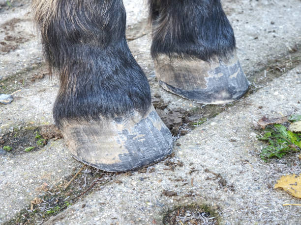 Hoofs after blacksmith care.  Detail of unshod horse hoof. stock photo