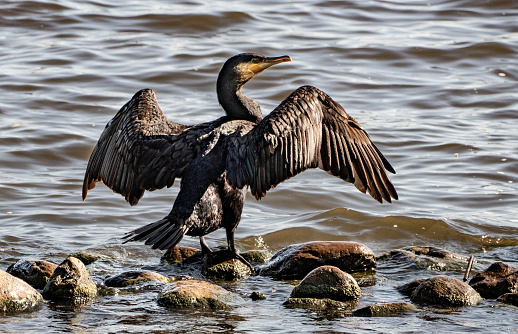 Black Cormorant - Phalacrocorax carbo