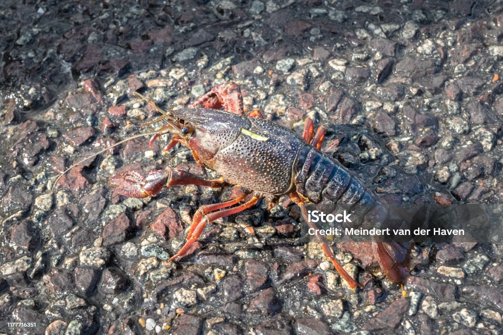 Red Crayfish Or Freshwater Lobster Crossing The Road Stock Photo - Download  Image Now - iStock
