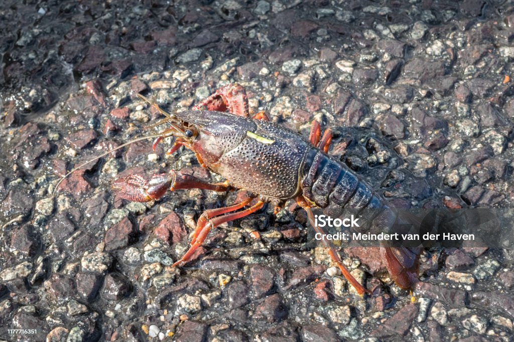 Red Crayfish Or Freshwater Lobster Crossing The Road Stock Photo - Download Image Now - iStock Red Crayfish Or Freshwater Lobster Crossing The Road Stock Photo - Download Image Now - iStock